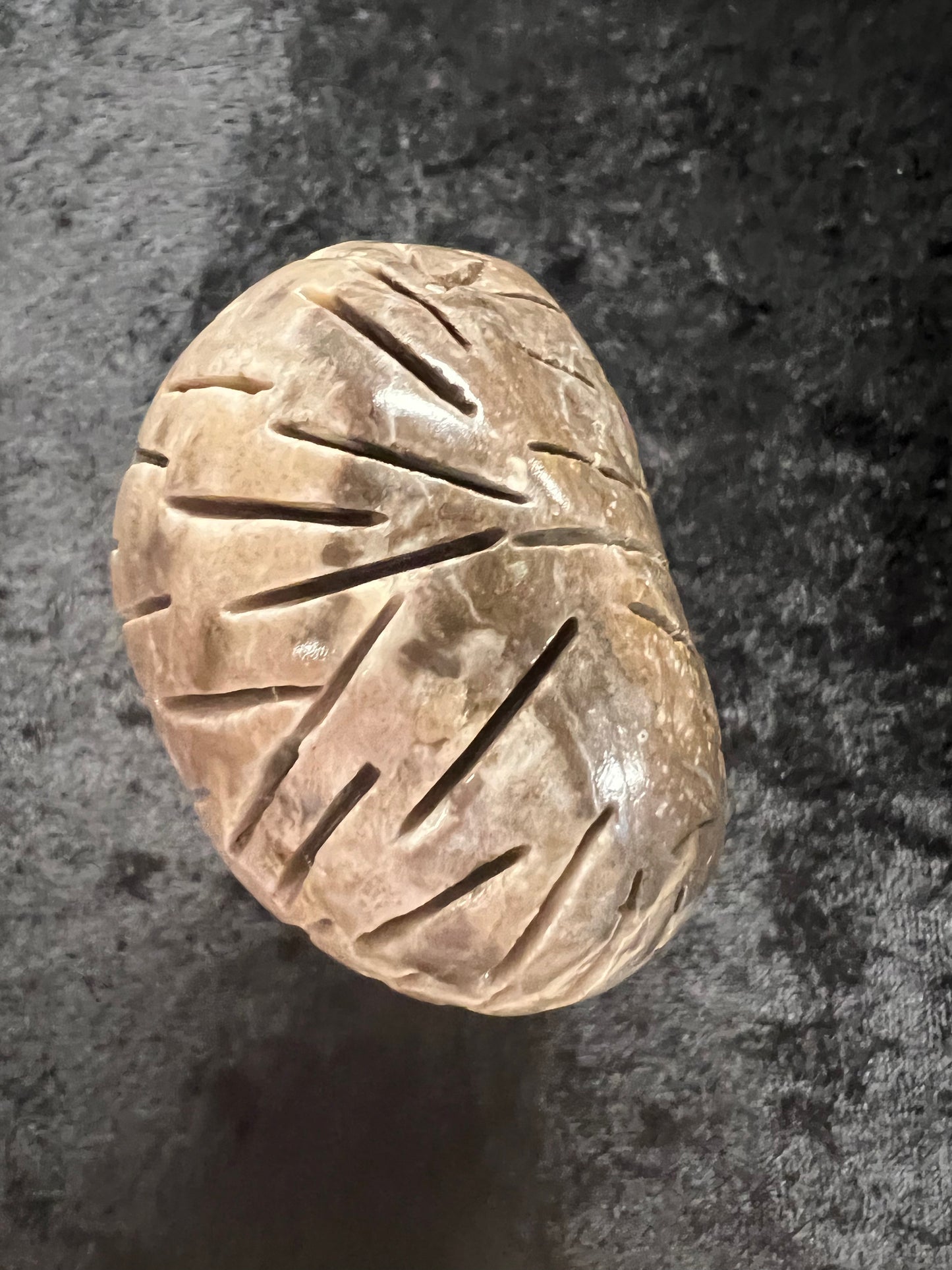 Petoskey Stone Mushroom
