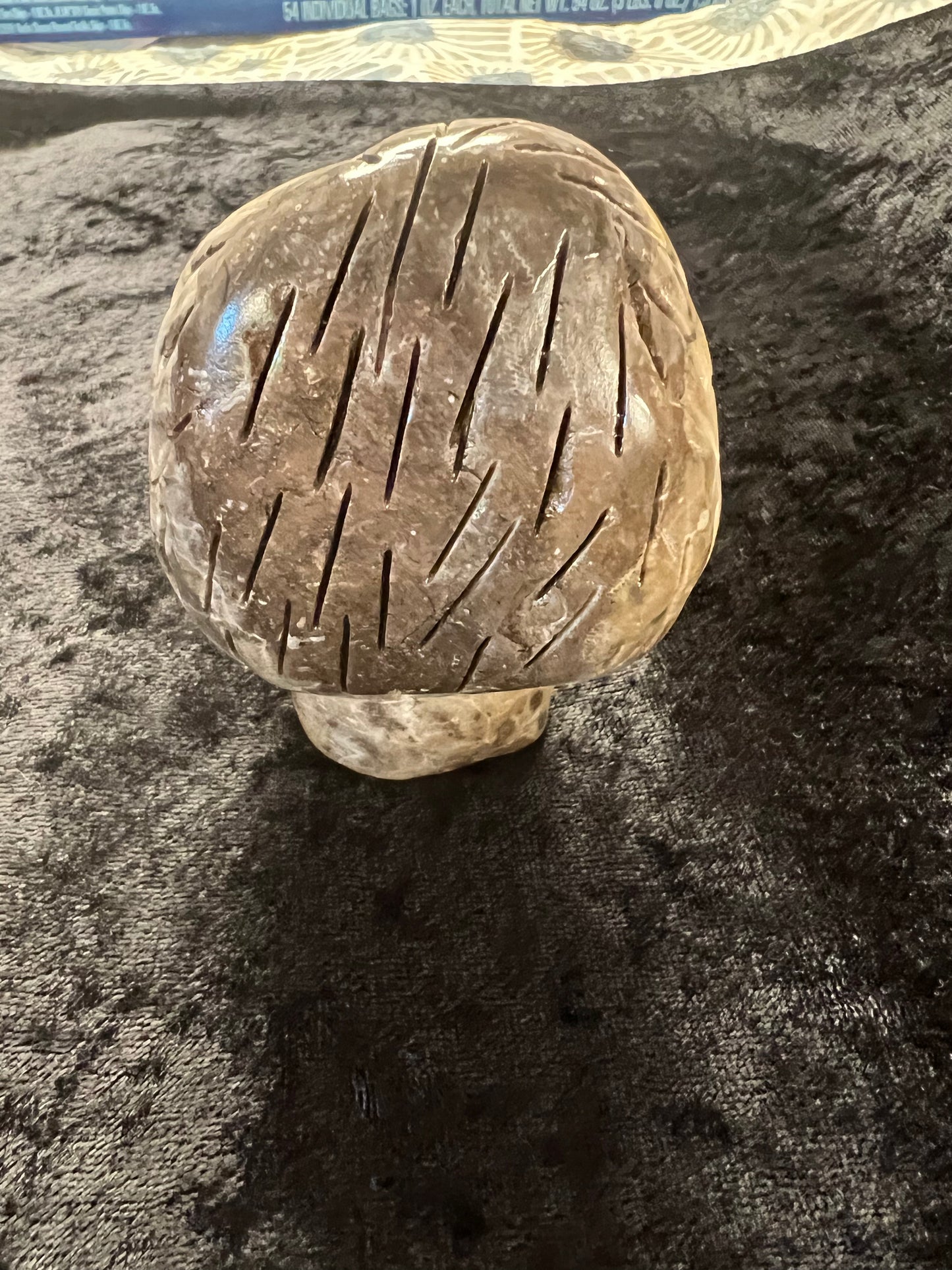 Petoskey Stone Mushroom